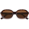 Brown Tortoise/Brown