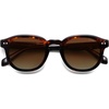 Brown Tortoise/Brown