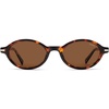 Tortoise+brown